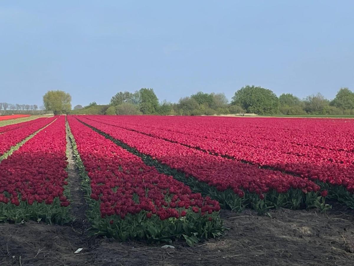 Vakantiehuis Het Uilennest Wijdenes Экстерьер фото
