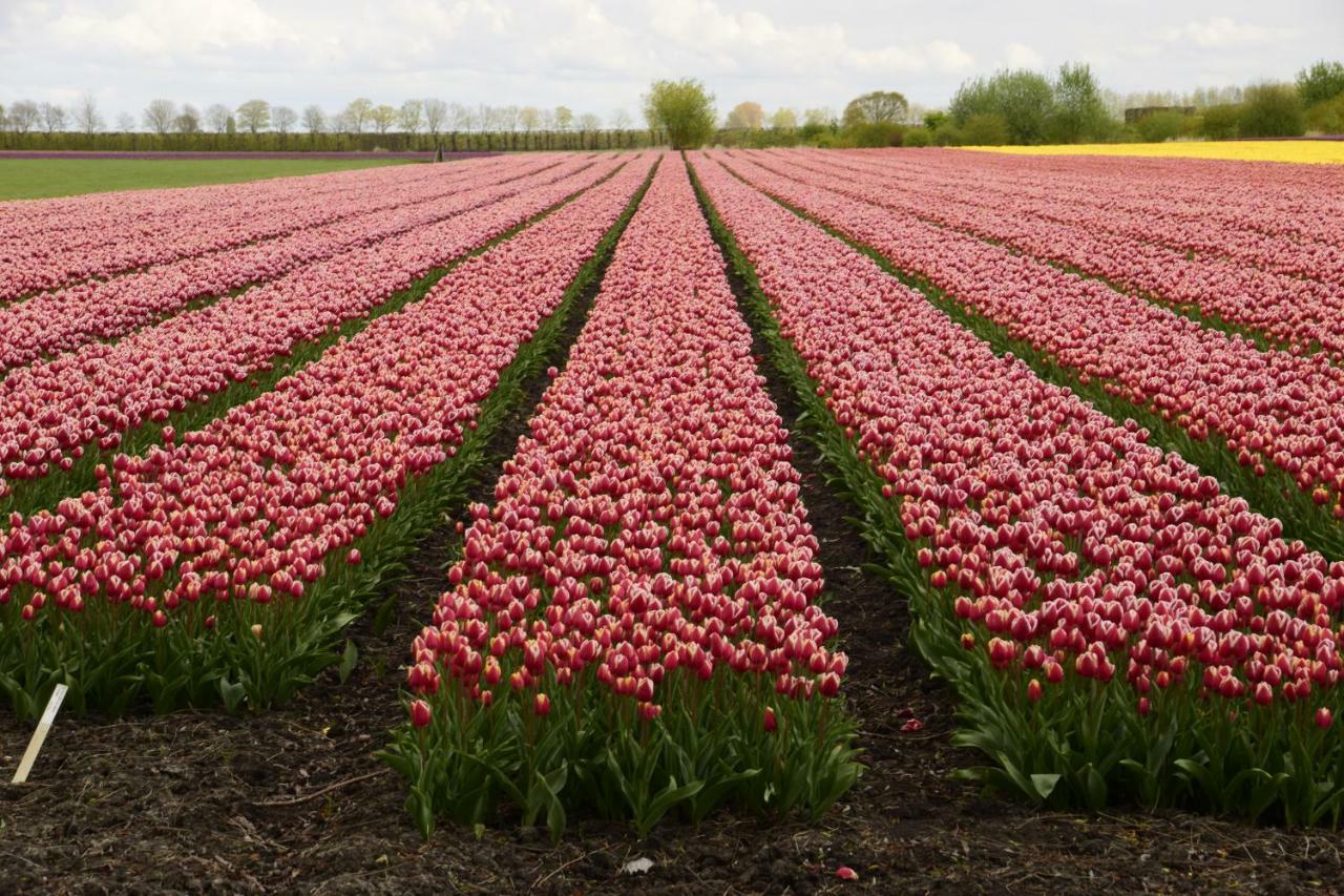 Vakantiehuis Het Uilennest Wijdenes Экстерьер фото